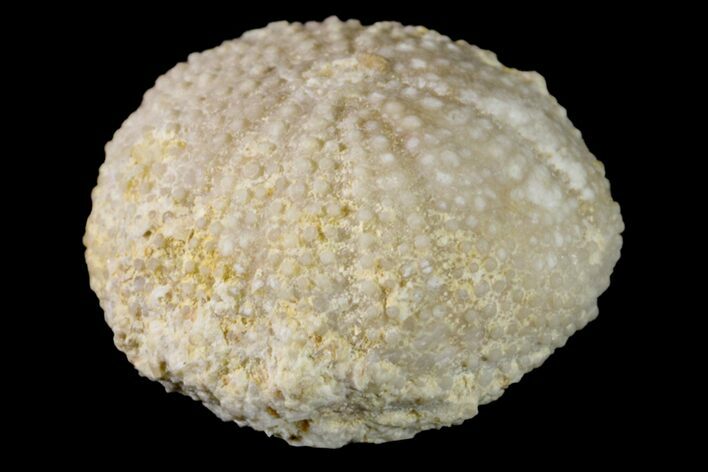 Jurassic Echinoid (Polycyphus) Fossil - France #156382